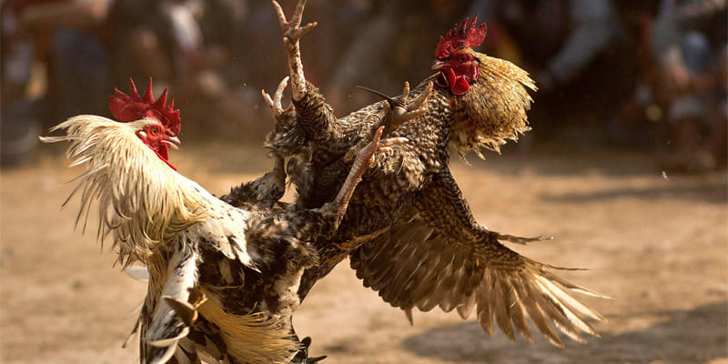 Sảnh đá gà CQ9 đa dạng hình thức cá cược