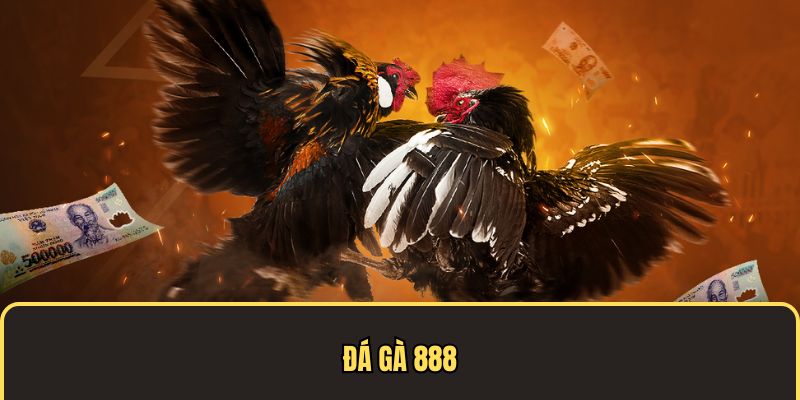 Đá gà 888 thu hút sự quan tâm