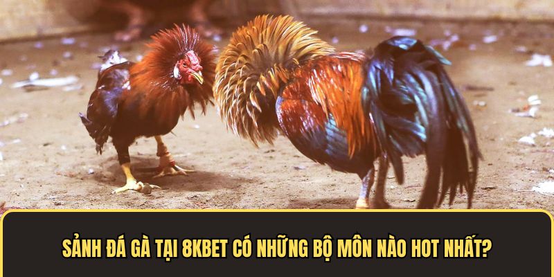 Bộ môn đá gà 8KBET hot