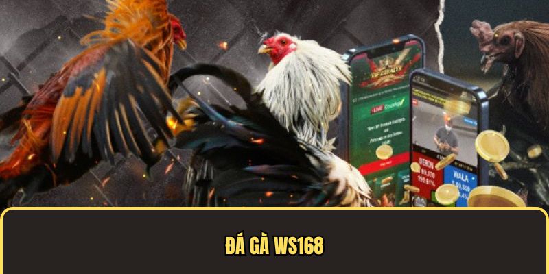Đá gà WS168 chất lượng