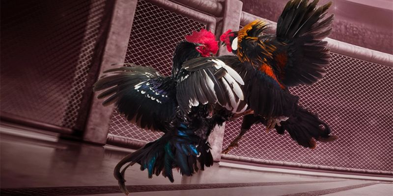 Đôi nét tổng quan về sảnh chơi đá gà WS168