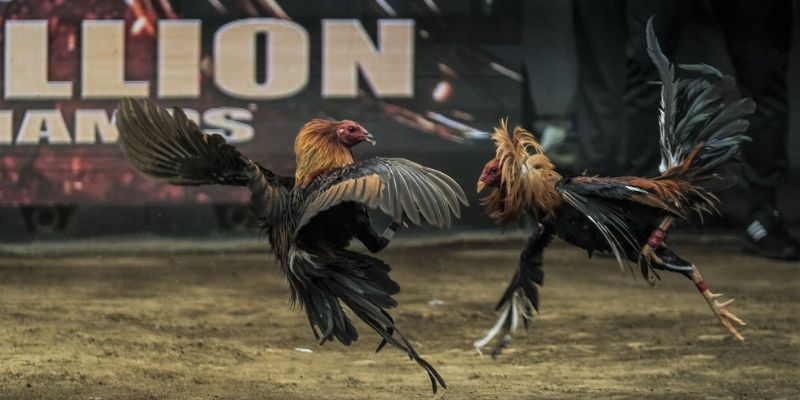 Ấn tượng với phòng live đá gà WS168