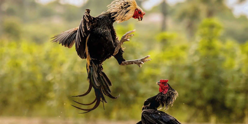 Tìm hiểu, nghiên cứu phong độ của các chiến kê