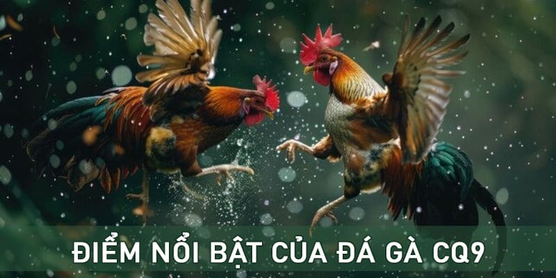 Sảnh CQ9 đá gà có tỷ lệ cược hấp dẫn